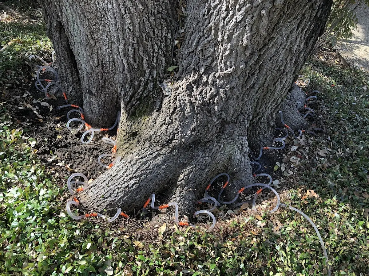 Detailed Tree Cabling and Bracing job site in Keedysville