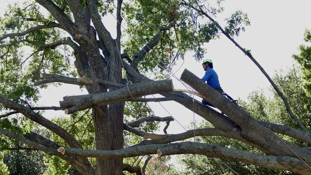 Professional Crown Thinning performed by certified arborists in Keedysville