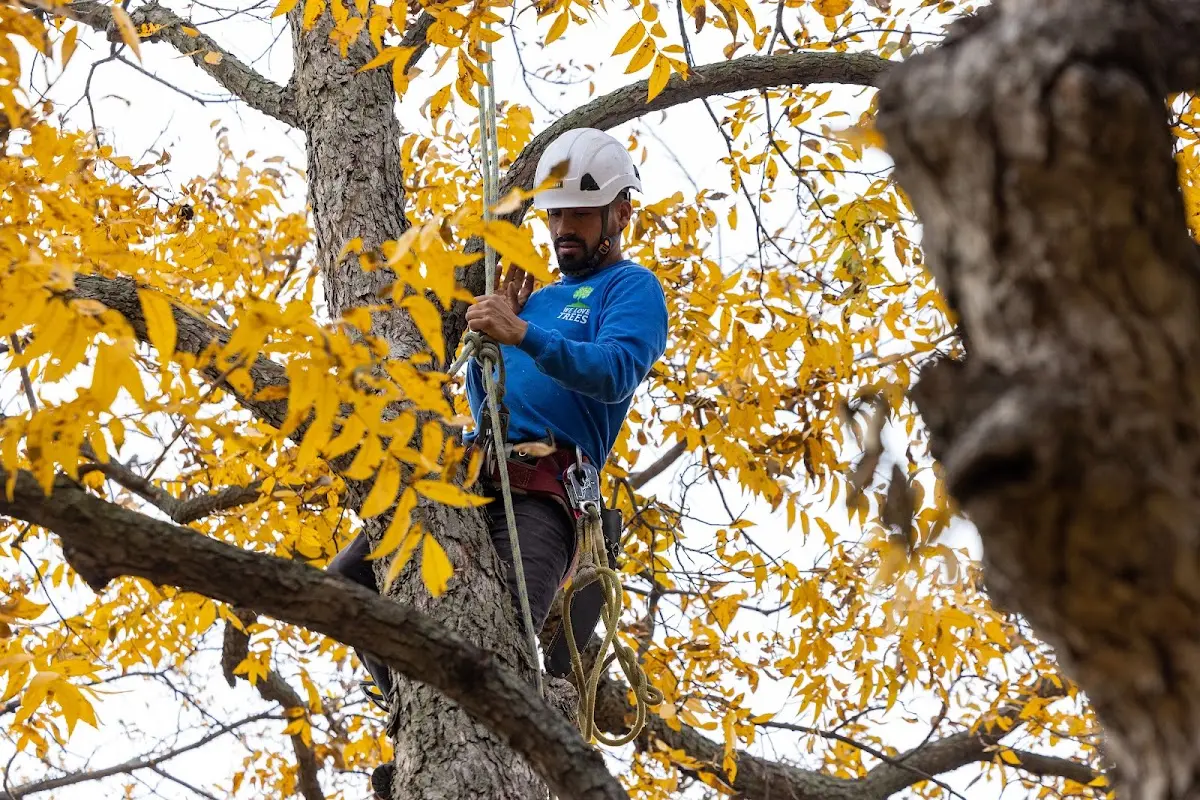 Skilled Tree Planting crew working in Keedysville